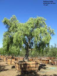 Schinus Molle Jimenez Nursery Inc Pepper Tree Garden Inspiration Tree