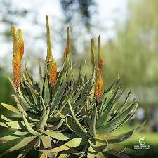 Image result for Aloe spicata