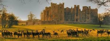 Deer At Raby Castle Castle Durham England Visit Yorkshire