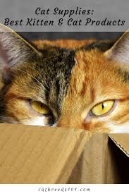 Cat Supplies Kediler Ve Yavrulari Yavru Kediler Kedi