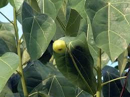 Image result for Hernandia nymphaeifolia