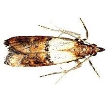 In der funktion und handhabung unterscheiden sich die. Schadlingsdiagnostik Nds Landesamt Fur Verbraucherschutz Und Lebensmittelsicherheit