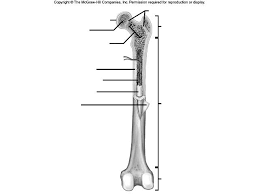 Blank bone diagram rightarrow template database. Labeling A Long Bone Diagram Labeling Of Long Bone Anatomy Bones Human Anatomy And Physiology Body Bones