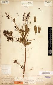 Image result for Boscia mossambicensis