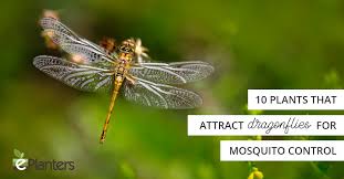 Dragonflies live near water, but that does not mean that you need to create a large pond to attract the flies. 10 Plants That Attract Mosquito Eating Dragonflies Eplanters