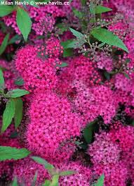 Image result for Spiraea x bumalda ´Crispa