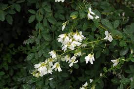 Lespedeza thunbergii is a species of flowering plant in the legume family known by the common names thunberg's bushclover, thunberg's lespedeza, and shrub lespedeza. Lespedeza Thunbergii Bush Clover Thunberg Lespedeza North Carolina Extension Gardener Plant Toolbox