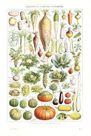This diy functional farmhouse kitchen vegetable (and fruits). Vegetables Print 1948 Vintage Kitchen Decor Vegetable Poster Etsy Antique Botanical Print Botanical Drawings Botanical Illustration