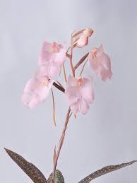 Image result for Habenaria compta