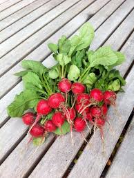 Types Of Radishes Diy