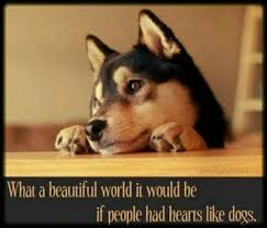 Beautiful Quote Featuring A Shiba Inu Dog What A Beautiful World Dogs Dog Love