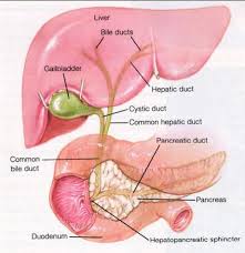 detailed diagram of the liver pancreas and duodenum