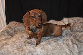 All of our puppies come with their full akc or ckc papers, multiple wormings, a one year health gurantee on genetic defects, their first set of shots and a full vet check, along. Red Brindle Miniature Dachshund Miniature Dachshunds Miniature Dachshund Dachshund Puppies For Sale