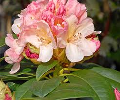 Learning how and when to fertilize your cactus is equally essential as having a watering schedule and choosing the right potting mix. Chempak Fertiliser Guide Thompson Morgan