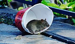 Rats, mice and other rodents rank right up there with bed bugs and termites as among the most damaging infestations a homeowner can deal with. How To Get Rid Of Rats In The Garden For Good And Why You Should Never Use Poison Express Co Uk