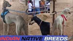 Chippiparai Kanni Rajapalayam Kombai Dog Exhibition Erode September 2019 Youtube While this is not new information, the lack of awareness influencing the demand for these breeds had not only reduced sale or adoption of indian breed dogs but had. kombai dog exhibition erode september