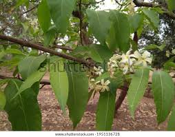 Image result for Holarrhena