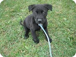 Maybe you would like to learn more about one of these? Howell Mi German Shepherd Dog Meet Jackson A Pet For Adoption
