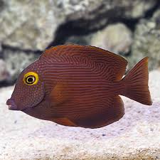 Image result for Oxyanthus strigosus