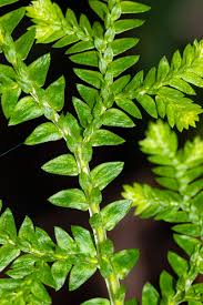 Image result for Selaginella goudotiana