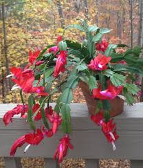 How do you take care of christmas cactuses? How To Care For Flowering Cactus Idioticfashion