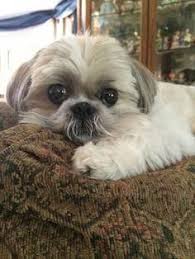Shih Tzu Affectionate And Playful Goruntuler Ile Sevimli Kopek Yavrulari Yavru Kopek Kopek