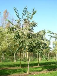 Image result for Eschenbachia ulmifolia