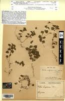 Image result for Viola abyssinica