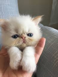 Exoticshorthair Persiancat Irankedisi Exoticlonghair Kediyavrulari Kediyavrusu Persiancats Persian Kedi Garfield Irankedileri Babycat Exoticshorthairpoint