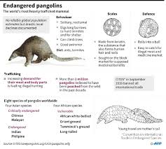 Corona virüsün yarasalardan ortaya çıktığı tüm bilim insanları tarafından kabul edilen bir durum. Pangolin Suspect 1 As Direct Source Of Coronavirus Outbreak