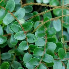 Image result for Pellaea doniana