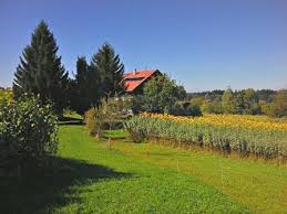 Die aus den knollen sprießenden triebe sind ebenso wie die blätter behaart. Topinambur Ist Perfekt Im Garten Als Zierpflanze Und Fur Die Selbstv