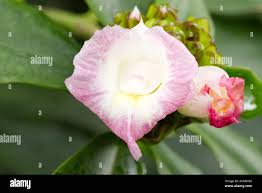 Image result for Costus afer