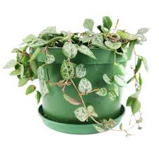 Image result for Ceropegia spatuliloba