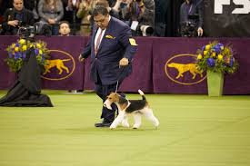 Fox news follows a norwich terrier named elizabeth taylor and her owner, denis johnson, through her grooming regimen hours before her debut at the westminster dog show. How To Watch The 2020 Westminster Kennel Club Dog Show