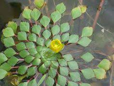 Pin On Evening Primrose Family Onagraceae