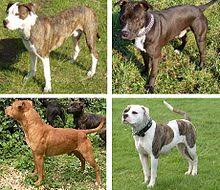 English español suomi français italiano nederlands norsk português. Pit Bull Wikipedia