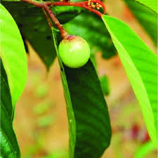 Image result for Coula edulis