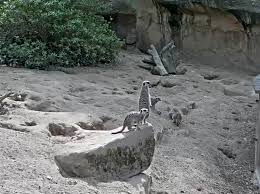 Newquay zoo is a zoological garden located in newquay, england. Newquay Zoo Meerkat Webcam Streamdays