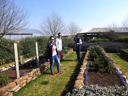 Growing herbs outside is, of course, much like growing herbs inside. A Well Kept Veggie Herb Garden Outside Picture Of Blueberry Cafe Nottingham Road Tripadvisor