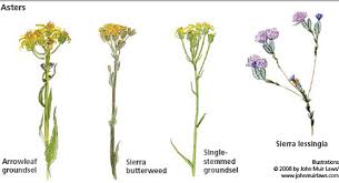 Content updated daily for flower identification Common Wildflowers Yosemite National Park U S National Park Service