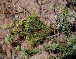 Image result for Helichrysum asperum