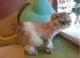 You may think kitties are only good for getting hair all over your favorite chair and eating more kibble than you thought possible but crafting. 15 Times Pet Haircuts Went So Wrong It S Hilarious