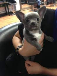 However, mixing it with a french bulldog can result is a small dog that has a short nose, shaggy hair, and a friendly personality. French Bull Dog And Chihuahua Mix Baby Animals Cute Dogs Cuddly Animals