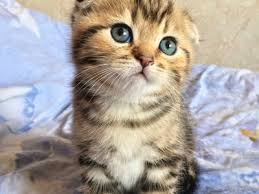 Below are our newest added munchkins available for adoption in california. Munchkin Cat Full Profile History And Care