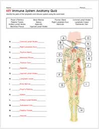 Immune And Lymphatic System Anatomy Quiz By Biology With Brynn And Jack