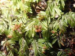 Image result for Hymenophyllum splendidum