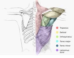 Cancers of the head and neck can form in the: Pilates For Your Neck