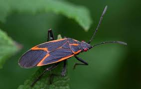 Suppose you have a maple tree in your garden and you have a ton of boxelders migrating into your home from this tree. Box Elder Bugs A Guide To Box Elder Bugs In Ny Ct