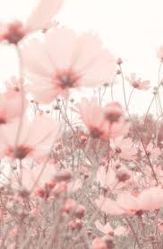 We handpicked the best pink backgrounds for you, free to download! Love Flowers Photos Flower Wallpaper Flower Aesthetic Flowers Photography